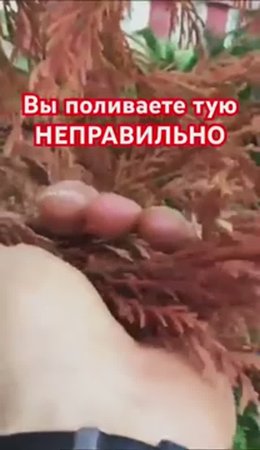Никогда НЕ ПОЛИВАЙТЕ ТУЮ так!