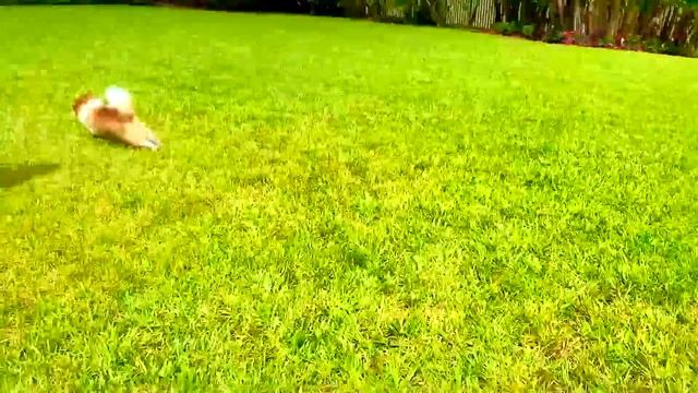 Nastya lost her dog and other stories for kids смотреть онлайн