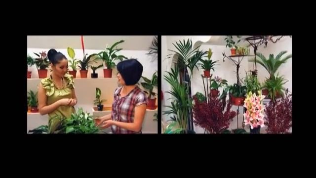 Красивая Жизнь на ХИТ ТV_уход за домашними цветами смотреть онлайн