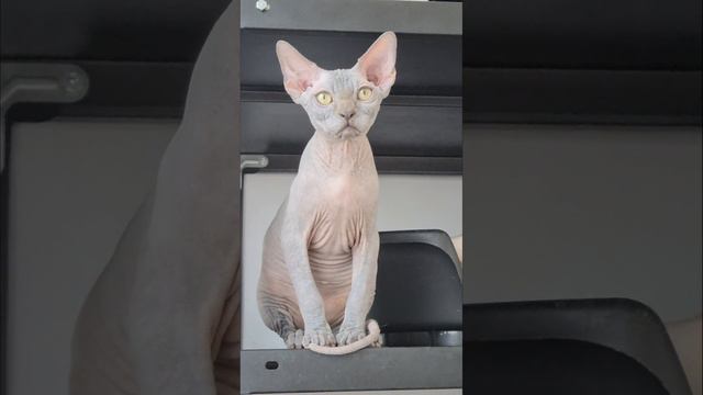 Мальчик по имени Маршалл канадский сфинкс голубого окраса смотреть онлайн