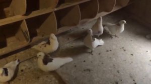 команда голубей А.Катомина перед стартом