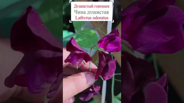 Чина душистая (Lathyrus odoratus).?
