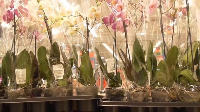 Короткий обзор орхидей в Кастораме и Ашан г Краснодар 06.07.2020 Цветы страдают от жары