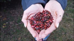Сбор семян Майкопской Магнолии Грандифлора!