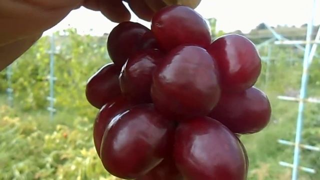 виноград Приазовья велюр. смотреть онлайн