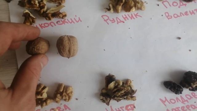 Обзор плодов грецкого ореха сорт - чандлер