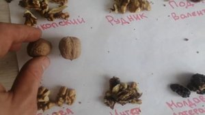 Обзор плодов грецкого ореха сорт - чандлер