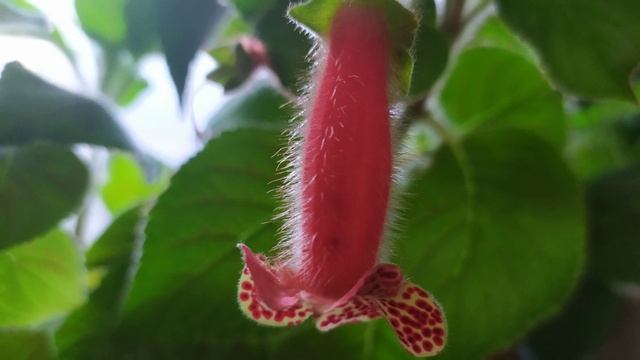 Всё что нужно знать о колерии. смотреть онлайн