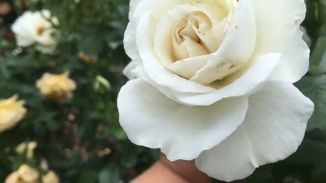 Утро в моем розарии! Белая Роза. смотреть онлайн