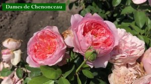 Миллион роз! В гостях у питомника Меховских.