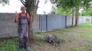 Как вырастить много белых грибов на своем участке!