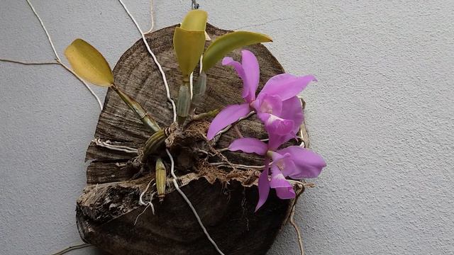 Cattleya nobilior tipo com um belo enraizamento parte 1 смотреть онлайн