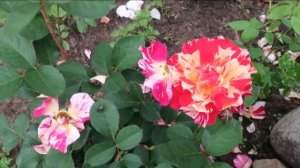 РОЗЫ. КОЛЛЕКЦИЯ РОЗ С НАЗВАНИЯМИ