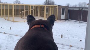 Пума Месси наблюдает за гепардом из окна