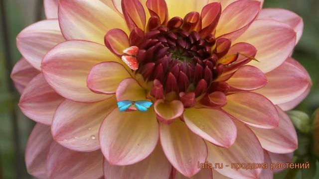 Георгина декоративная Цынгаро (dahlia zingaro) ? обзор: как сажать, луковицы георгины Цынгаро смотреть онлайн