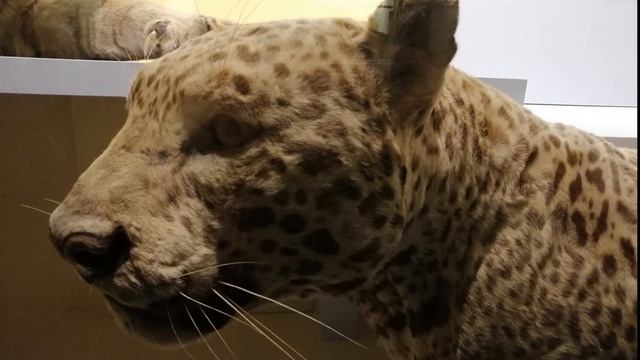 Лондон. Экскурсия в музей естествознания. смотреть онлайн