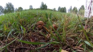 Таймлапс "Как растут грибы"