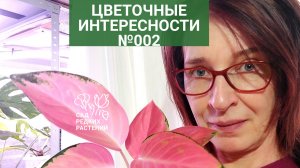 Всхожесть альбуки, психанула с плющом, рюмка черенков и цветочек аленький. Хойя, монстера, перцы