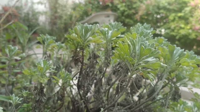 artemisia fragrant plant pruning | lavender plant // Grow green 445