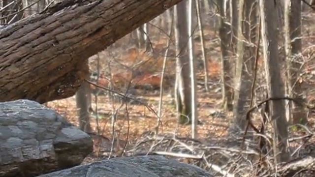 Doe and three fawns - Deer Hunting In Sandy Hook смотреть онлайн