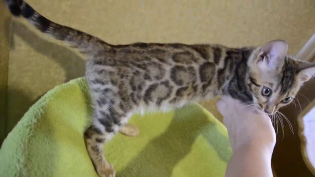 Котенок-кот от пары Quick Hunters Efrat + Quick Hunters Camelia смотреть онлайн