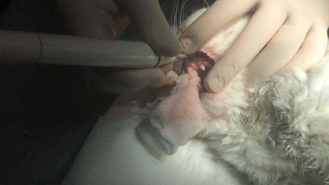 Чистка Зубов Коту и Удаление Зубного Камня смотреть онлайн