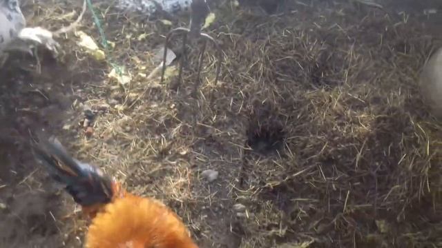 Петух павловский золотой. смотреть онлайн