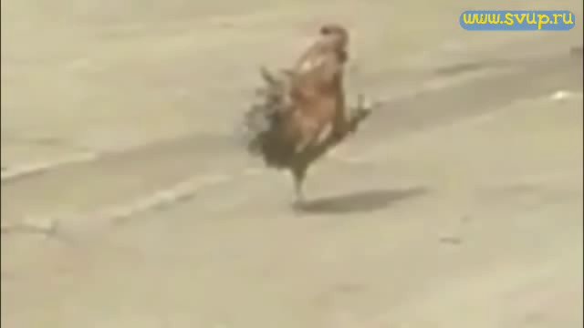 Петух обходит территорию в поисках нарушителей