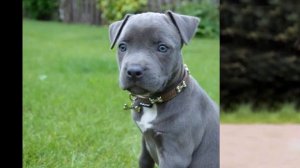 Стаффордширский терьер. Описание и особенности породы