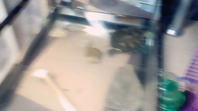 Как ухаживать за черепахой и что ей нужно! смотреть онлайн