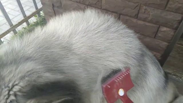 Ограждаю ТУИ? ОТ ЛЮБИМОЙ СОБАЧКИ? / ТРИМЕР МНЕ В ПОМОЩЬ?, ВСЁ ЗАРОСЛО? смотреть онлайн