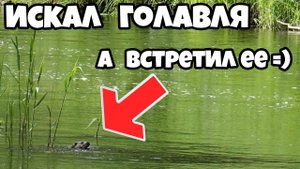 Голавль, хариус в начале июня 2019, тест graphiteleader veloce neo.