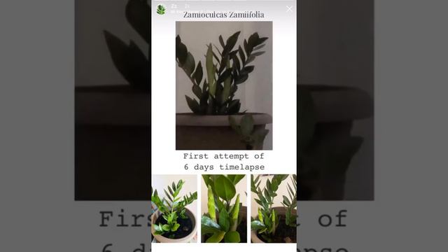 Zamioculcas Zamiifolia ZZ Plant Timelapse смотреть онлайн