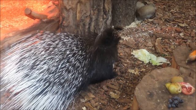 Московский зоопарк - 2021. Индийский дикобраз смотреть онлайн