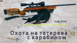 Охота на тетерева с нарезным оружием. Сезон 2020г. 223 калибр.