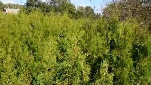 Где купить саженцы азимины смотреть онлайн