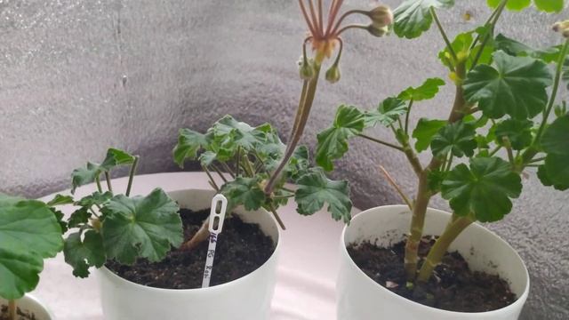 #обзор/сравнение_пеларгоний #bornholm, #pelargongaragets_ZA_rosi, #PAC_Salmon_Komtess. смотреть онлайн