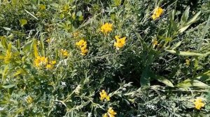 Чина луговая!