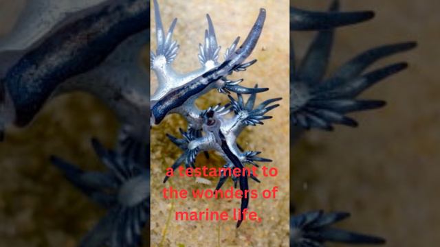 The Glaucus atlanticus #viral #facts #animals #funny #foryou #fypシ #fyp