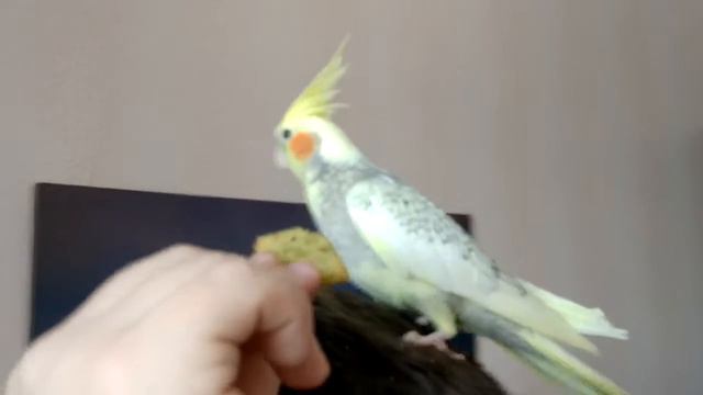 ПОПУГАЙ КОРЕЛЛА.КОРЕЛЛА МАРГАРИТА СЕРГЕЕВНА смотреть онлайн