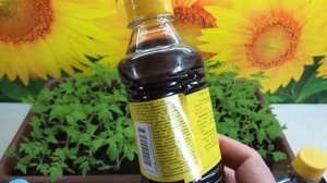 Подкормки рассады. Каким удобрением можно подкормить молодую рассаду томатов, перца и баклажан?