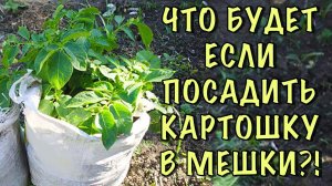 Что БУДЕТ если посадить КАРТОШКУ в МЕШКИ? Результат ЭКСПЕРИМЕНТА и ВЫВОДЫ НА БУДУЩЕЕ