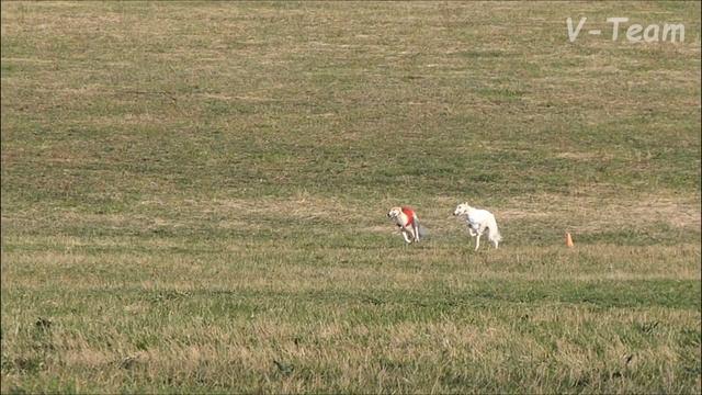 РПБ. VOLYA VOL`NAYA GORDAYA RUS` (красн) - BRASLETCA IZ POSADSCOY SVORI (бел). CACIL-2017, МО. смотреть онлайн