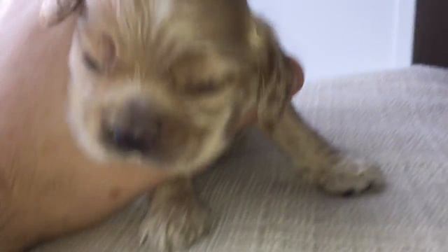 #кокеры 27. Палевый щенок смотреть онлайн