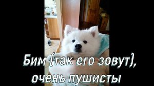 КУПИЛИ СОБАКУ! Мечта сбылась. Японский шпиц