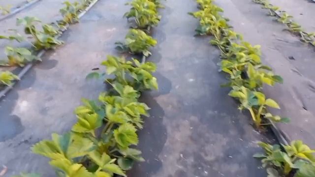 Как спасти клубнику от весенних заморозков. смотреть онлайн