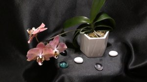 "Орхидейная рулетка". Орхо пересорт (Phal. Pink Crystal Crown '187// Phal. Dragon heart)