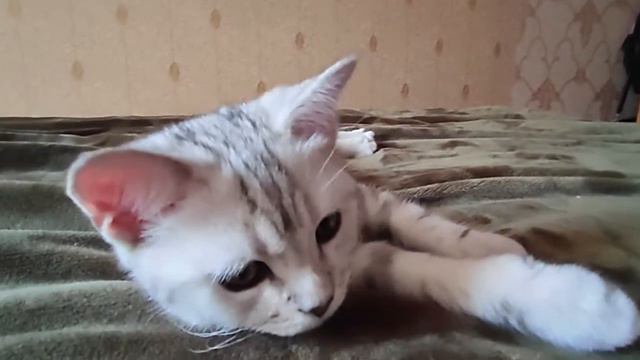 Британский котенок Скотиш-Фолд Вилли. котик Урчит. ASMR Cute cat #purring. смотреть онлайн