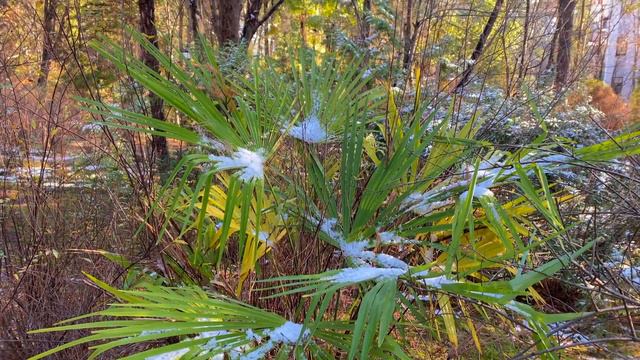Palms in the Snow - Squirrel on a palm tree - Jazz music - Relax - Ultra HD 4K video смотреть онлайн