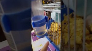 Как правильно установить поилку на клетку?